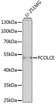 PCOLCE Antibody - Western blot analysis of extracts of U-251MG cells, using PCOLCE antibody at 1:1000 dilution. The secondary antibody used was an HRP Goat Anti-Rabbit IgG (H+L) at 1:10000 dilution. Lysates were loaded 25ug per lane and 3% nonfat dry milk in TBST was used for blocking. An ECL Kit was used for detection and the exposure time was 90s.