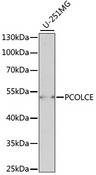 PCOLCE Antibody - Western blot analysis of extracts of U-251MG cells, using PCOLCE antibody at 1:1000 dilution. The secondary antibody used was an HRP Goat Anti-Rabbit IgG (H+L) at 1:10000 dilution. Lysates were loaded 25ug per lane and 3% nonfat dry milk in TBST was used for blocking. An ECL Kit was used for detection and the exposure time was 90s.