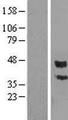 PCOLCE Protein - Western validation with an anti-DDK antibody * L: Control HEK293 lysate R: Over-expression lysate