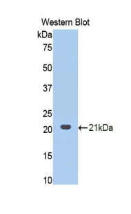 PCOLCE2 Antibody - Western blot of recombinant PCOLCE2.  This image was taken for the unconjugated form of this product. Other forms have not been tested.