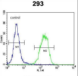 PCOTH Antibody - PCOTH Antibody flow cytometry of 293 cells (right histogram) compared to a negative control cell (left histogram). FITC-conjugated goat-anti-rabbit secondary antibodies were used for the analysis.