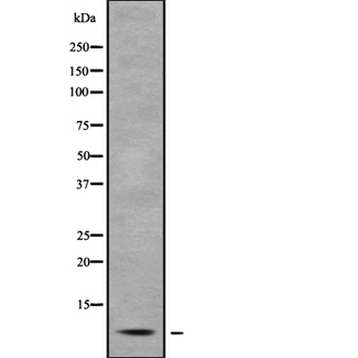 PCP4 / PEP19 Antibody - Western blot analysis of PEP-19 using COS7 whole cells lysates