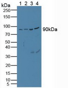 PCSK1 Antibody - Western Blot; Sample: Lane1: Porcine Heart Tissue; Lane2: Porcine Brain Tissue; Lane3: Porcine Kidney Tissue; Lane4: Porcine Liver Tissue.