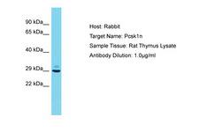 PCSK1N / PROSAAS Antibody -  This image was taken for the unconjugated form of this product. Other forms have not been tested.