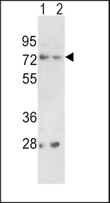 PCSK2 Antibody - Western blot of PCSK2 Antibody in 293(lane 1), K562(lane 2) cell line lysates (35 ug/lane). PCSK2 (arrow) was detected using the purified antibody.
