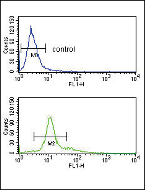 PCSK2 Antibody - PCSK2 Antibody flow cytometry of K562 cells (bottom histogram) compared to a negative control cell (top histogram). FITC-conjugated goat-anti-rabbit secondary antibodies were used for the analysis.