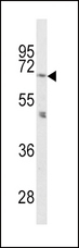PCSK2 Antibody - Western blot of PCSK2 Antibody in mouse cerebellum tissue lysates (35 ug/lane). PCSK2 (arrow) was detected using the purified antibody.