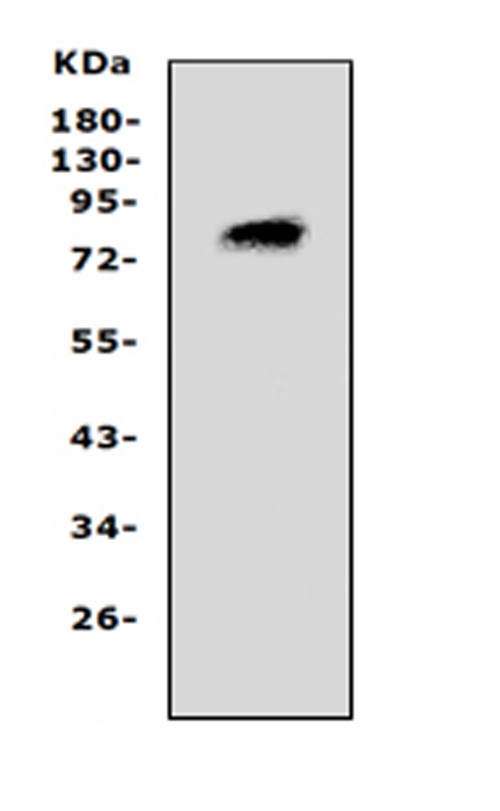 PCSK4 Antibody - Western blot analysis of PCSK4 using anti-PCSK4 antibody. Electrophoresis was performed on a 5-20% SDS-PAGE gel at 70V (Stacking gel) / 90V (Resolving gel) for 2-3 hours. The sample well of each lane was loaded with 50ug of sample under reducing conditions. Lane 1: rat brain lysates. After Electrophoresis, proteins were transferred to a Nitrocellulose membrane at 150mA for 50-90 minutes. Blocked the membrane with 5% Non-fat Milk/ TBS for 1.5 hour at RT. The membrane was incubated with rabbit anti-PCSK4 antigen affinity purified polyclonal antibody at 0.5 µg/mL overnight at 4°C, then washed with TBS-0.1% Tween 3 times with 5 minutes each and probed with a goat anti-rabbit IgG-HRP secondary antibody at a dilution of 1:10000 for 1.5 hour at RT. The signal is developed using an Enhanced Chemiluminescent detection (ECL) kit with Tanon 5200 system. A specific band was detected for PCSK4 at approximately 83KD. The expected band size for PCSK4 is at 83KD.