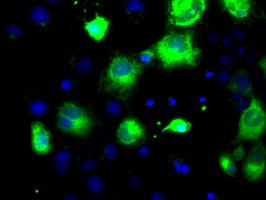 PCSK7 / PC7 Antibody - Anti-PCSK7 mouse monoclonal antibody  immunofluorescent staining of COS7 cells transiently transfected by pCMV6-ENTRY PCSK7.