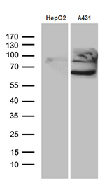 PCSK9 Antibody - Western blot analysis of extracts. (35ug) from 2 different cell lines by using anti-PCSK9 monoclonal antibody. (1:500)