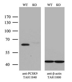 PCSK9 Antibody - Equivalent amounts of cell lysates  and PCSK9-Knockout Hela cells  were separated by SDS-PAGE and immunoblotted with anti-PCSK9 monoclonal antibodyThen the blotted membrane was stripped and reprobed with anti-b-actin antibody  as a loading control. (1:500)