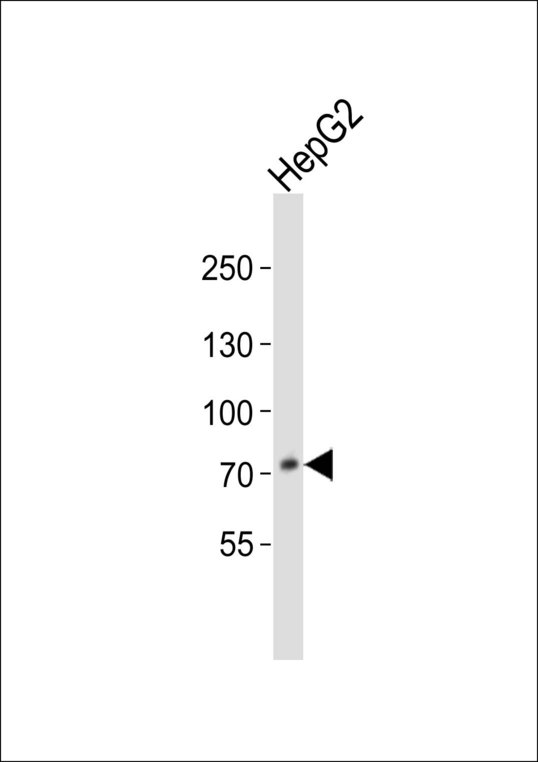 PCSK9 Antibody - Western blot of lysate from HepG2 cell line, using PCSK9 Antibody. Antibody was diluted at 1:1000. A goat anti-rabbit IgG H&L (HRP) at 1:10000 dilution was used as the secondary antibody. Lysate at 20ug.