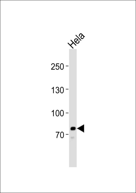 PCSK9 Antibody - Western blot of lysate from HeLa cell line, using PCSK9 Antibody. Antibody was diluted at 1:1000. A goat anti-rabbit IgG H&L (HRP) at 1:10000 dilution was used as the secondary antibody. Lysate at 35ug.
