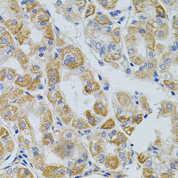 PCSK9 Antibody - Immunohistochemistry of paraffin-embedded human stomach tissue.