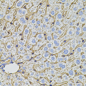 PCSK9 Antibody - Immunohistochemistry of paraffin-embedded mouse liver tissue.