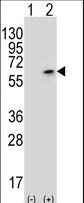 PCTK3 / CDK18 Antibody - Western blot of PCTK3 (arrow) using rabbit polyclonal PCTK3 Antibody (N40). 293 cell lysates (2 ug/lane) either nontransfected (Lane 1) or transiently transfected (Lane 2) with the PCTK3 gene.