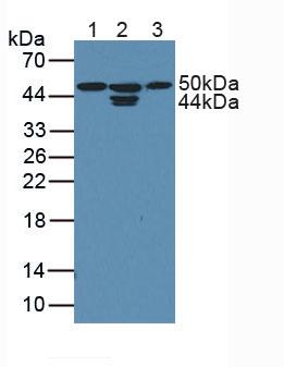 PCTK3 / CDK18 Antibody - Western Blot; Sample: Lane1: Human HepG2 Cells; Lane2: Human MCF7 Cells; Lane3: Human Hela Cells.
