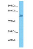 PCYOX1L Antibody - PCYOX1L antibody Western Blot of THP-1. Antibody dilution: 1 ug/ml.  This image was taken for the unconjugated form of this product. Other forms have not been tested.