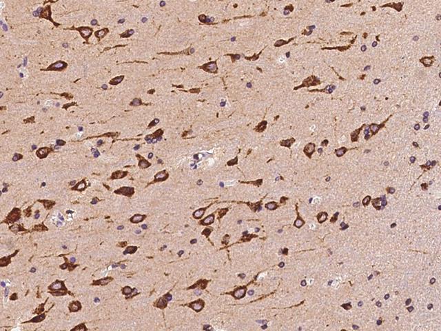 PCYOX1L Antibody - Immunochemical staining of human PCYOX1L in human brain with rabbit polyclonal antibody at 1:100 dilution, formalin-fixed paraffin embedded sections.