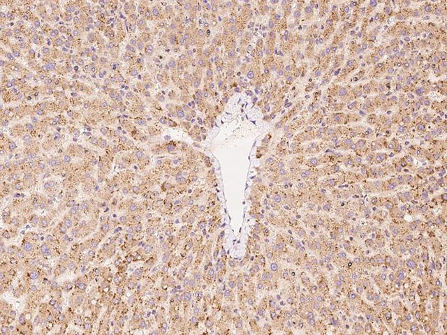 PCYOX1L Antibody - Immunochemical staining of human PCYOX1L in human liver with rabbit polyclonal antibody at 1:100 dilution, formalin-fixed paraffin embedded sections.