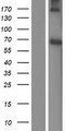 PCYOX1L Protein - Western validation with an anti-DDK antibody * L: Control HEK293 lysate R: Over-expression lysate