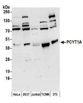 PCYT1A / CCT Alpha Antibody - Detection of human and mouse PCYT1A by western blot. Samples: Whole cell lysate (50 µg) from HeLa, HEK293T, Jurkat, mouse TCMK-1, and mouse NIH 3T3 cells prepared using NETN lysis buffer. Antibodies: Affinity purified rabbit anti-PCYT1A antibody used for WB at 0.1 µg/ml. Detection: Chemiluminescence with an exposure time of 3 minutes.