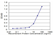 PCYT1A / CCT Alpha Antibody - Detection limit for recombinant GST tagged PCYT1A is approximately 3 ng/ml as a capture antibody.