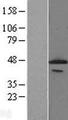 PCYT1A / CCT Alpha Protein - Western validation with an anti-DDK antibody * L: Control HEK293 lysate R: Over-expression lysate