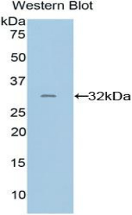 PD-L2 / PDCD1LG2 / CD273 Antibody - Western blot of recombinant PDCD1LG2 / CD273 / PD-L2.  This image was taken for the unconjugated form of this product. Other forms have not been tested.