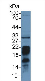 PD-L2 / PDCD1LG2 / CD273 Antibody - Western Blot; Sample: Mouse Liver lysate; Primary Ab: 1µg/ml Rabbit Anti-Mouse PDCD1LG2 Antibody Second Ab: 0.2µg/mL HRP-Linked Caprine Anti-Rabbit IgG Polyclonal Antibody