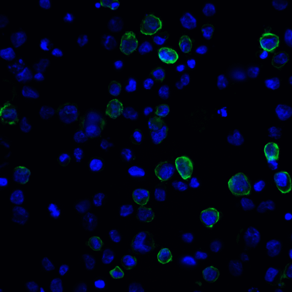 PD-L2 / PDCD1LG2 / CD273 Antibody - Immunofluorescence of PD-L2 in transfected HEK293 cells with PD-L2 antibody at 20 ug/mL. Green: PDL2 Antibody [7C1] Blue: DAPI staining