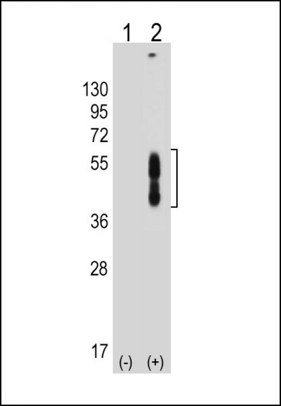 PD-L2 / PDCD1LG2 / CD273 Antibody - All lanes: Anti-PDCD1LG2 Antibody (N-term) at 1:8000 dilution Lane 1: Non-transfected 293T whole cell lysate Lane 2: Transfected PD-L2-transfected 293T whole cell lysate Lysates/proteins at 20 µg per lane. Secondary Goat Anti-mouse IgG, (H+L), Peroxidase conjugated at 1/10000 dilution. Predicted band size: 31 kDa Blocking/Dilution buffer: 5% NFDM/TBST.