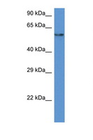PD2 / PAF1 Antibody - PAF1 antibody Western blot of HepG2 Cell lysate. Antibody concentration 1 ug/ml.  This image was taken for the unconjugated form of this product. Other forms have not been tested.