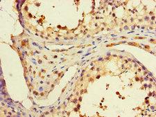 PD2 / PAF1 Antibody - Immunohistochemistry of paraffin-embedded human testis tissue using PAF1 Antibody at dilution of 1:100