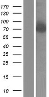 PD2 / PAF1 Protein - Western validation with an anti-DDK antibody * L: Control HEK293 lysate R: Over-expression lysate