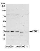 PDAP1 Antibody - Detection of human PDAP1 by western blot. Samples: Whole cell lysate (50 µg) from HeLa, HEK293T, Jurkat, mouse TCMK-1, and mouse NIH 3T3 cells prepared using NETN lysis buffer. Antibodies: Affinity purified rabbit anti-PDAP1 antibody used for WB at 1 µg/ml. Detection: Chemiluminescence with an exposure time of 3 minutes.