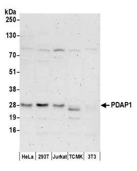 PDAP1 Antibody - Detection of human PDAP1 by western blot. Samples: Whole cell lysate (50 µg) from HeLa, HEK293T, Jurkat, mouse TCMK-1, and mouse NIH 3T3 cells prepared using NETN lysis buffer. Antibodies: Affinity purified rabbit anti-PDAP1 antibody used for WB at 1 µg/ml. Detection: Chemiluminescence with an exposure time of 3 minutes.