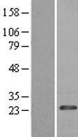 PDAP1 Protein - Western validation with an anti-DDK antibody * L: Control HEK293 lysate R: Over-expression lysate