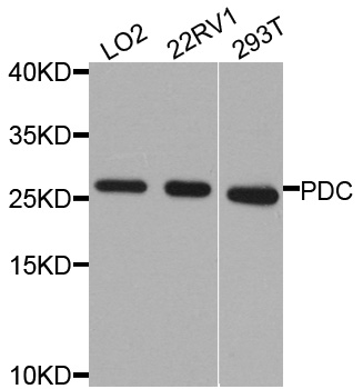 PDC Antibody - Western blot analysis of extracts of various cells.