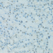 PDC Antibody - Immunohistochemistry of paraffin-embedded rat pancreas using PDC antibody at dilution of 1:100 (40x lens).