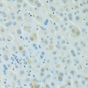 PDC Antibody - Immunohistochemistry of paraffin-embedded mouse liver using PDC antibody at dilution of 1:100 (40x lens).