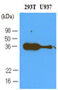PDCD1 / CD279 / PD-1 Antibody - Cell lysates of 293T and U937 (40 ug) were resolved by SDS-PAGE, transferred to NC membrane and probed with anti-human PDCD1 (1:500). Proteins were visualized using a goat anti-mouse secondary antibody conjugated to HRP and an ECL detection system.