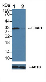 PDCD1 / CD279 / PD-1 Antibody - Knockout Varification: Lane 1: Wild-type Jurkat cell lysate; Lane 2: PDCD1 knockout Jurkat cell lysate; Predicted MW: 32kDa Observed MW: 32kDa Primary Ab: 3µg/ml Rabbit Anti-Human PDCD1 Antibody Second Ab: 0.2µg/mL HRP-Linked Caprine Anti-Rabbit IgG Polyclonal Antibody