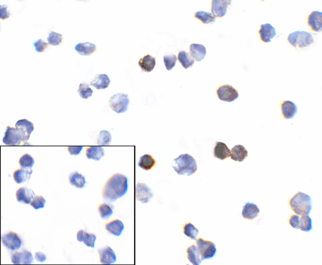 PDCD1 / CD279 / PD-1 Antibody - Immunocytochemistry of PD-1 in transfected 293 cells with PD-1 [10B3] antibody at 10 ug/mL. Lower left: Immunocytochemistry in transfected 293 cells with control mouse IgG antibody at 10 ug/mL.