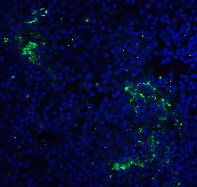 PDCD1 / CD279 / PD-1 Antibody - Immunofluorescence of PD-1 in human spleen tissue with PD-1 [10B3] antibody at 10 ug/mL. Green: PD1 Antibody [10B3] Blue: DAPI staining