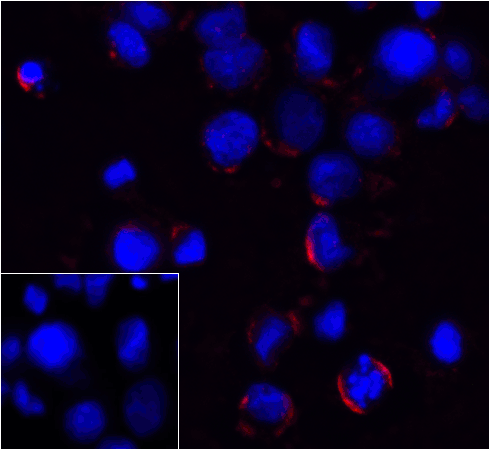 PDCD1 / CD279 / PD-1 Antibody - Immunofluorescence of PD-1 in transfected 293 cells with PD-1 antibody at 5 ug/mL. Lower left: Immunofluorescence in transfected 293 cells with control mouse IgG antibody at 5 ug/mL. Red: PD1 Antibody [4D6] Blue: DAPI staining