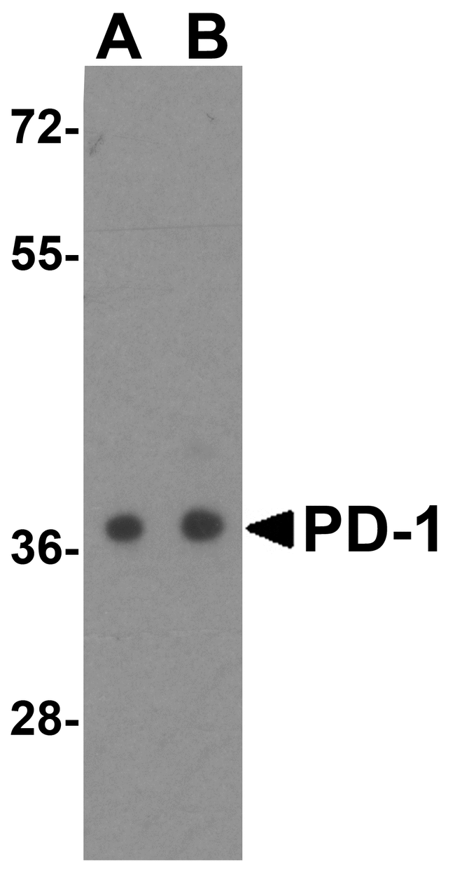 PDCD1 / CD279 / PD-1 Antibody - Western blot analysis of PD-1 in transfected 293 cell lysate with PD-1 antibody at (A) 0.25 and (B) 0.5 ug/mL.