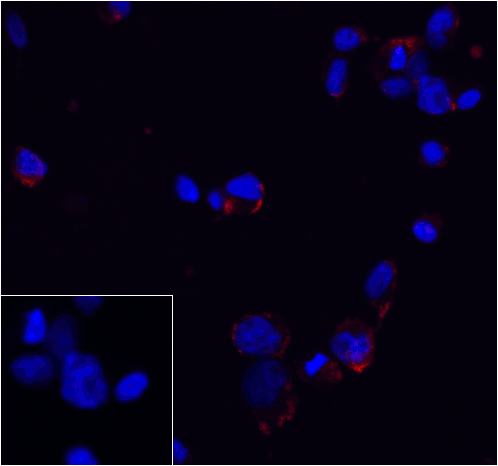PDCD1 / CD279 / PD-1 Antibody - Immunofluorescence of PD-1 in transfected 293 cells with PD-1 antibody at 5 ug/mL. Lower left: Immunofluorescence in transfected 293 cells with control mouse IgG antibody at 5 ug/mL. Red: PD1 Antibody [7H6] Blue: DAPI staining