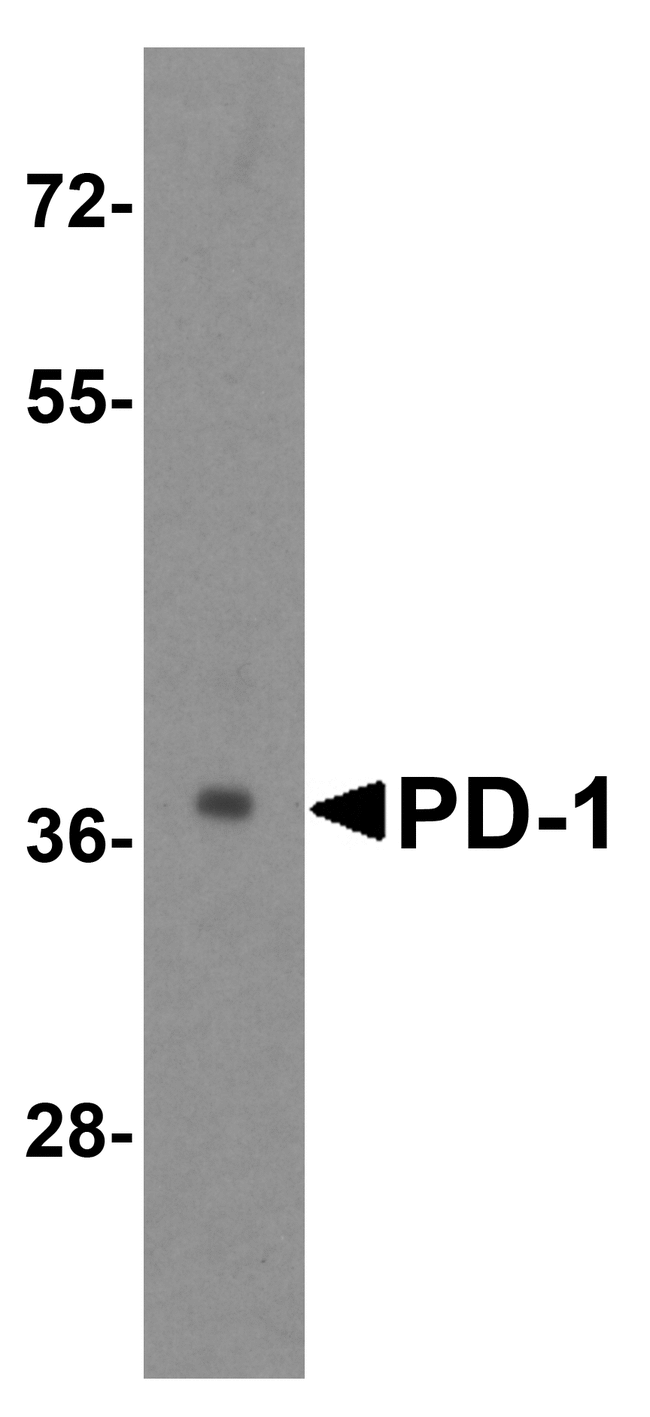 PDCD1 / CD279 / PD-1 Antibody - Western blot analysis of PD-1 in transfected 293 cell lysate with PD-1 antibody at 1 ug/mL.