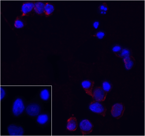 PDCD1 / CD279 / PD-1 Antibody - Immunofluorescence of PD-1 in transfected 293 cells with PD-1 antibody at 5 ug/mL. Lower left: Immunofluorescence in transfected 293 cells with control mouse IgG antibody at 5 ug/mL. Red: PD1 Antibody [8A4] Blue: DAPI staining
